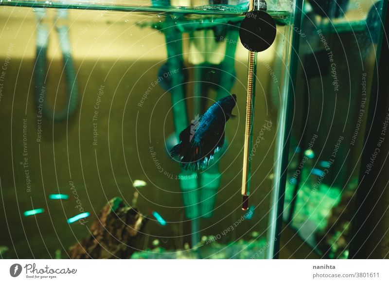 Siamesischer Kampffisch (Betta Splendens) in einem Aquarium betta splendens Fisch siamesischer Kampffisch Gerät professionell Sammler heimwärts Licht Wasser