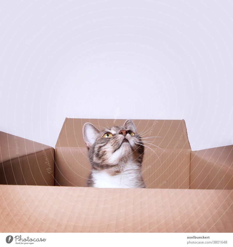 Neugierige Katze Im Karton Die Zum Textfreiraum Aufschaut Ein Lizenzfreies Stock Foto Von Photocase