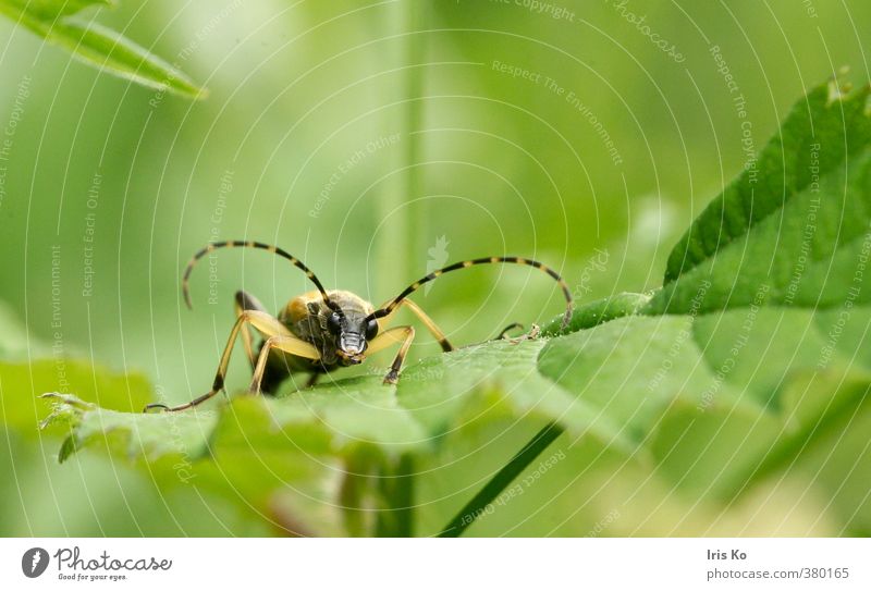 "Kleiner" Natur Tier Sommer Käfer 1 Kommunizieren Blick einzigartig gelb grün Willensstärke schön Wachsamkeit erleben Neugier Umwelt Farbfoto Außenaufnahme