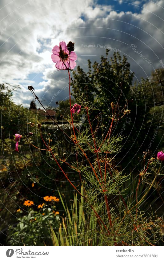 Cosmea im Spätsommer blume blühen blüte erholung ferien garten gras himmel kleingarten kleingartenkolonie menschenleer natur pflanze ruhe schrebergarten stamm