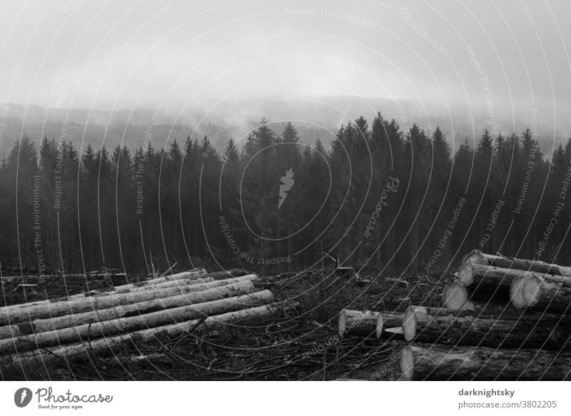 Forstwirtschaft in einem Mittelgebirge Südwestfalens nach Schäden durch Borkenkäfer Außenaufnahme Baum Wald Natur Menschenleer Umwelt Baumstamm Abholzung