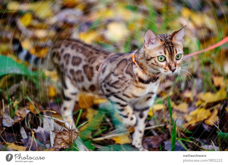 perfekte Tarnung Natur Outdoor Herbst Herbstfärbung Tier Katze Bengal Katze bengalische Katze beobachten elegant Neugier niedlich schön weich selbstbewußt