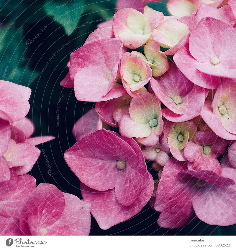 sommerzeit Blüte Strauch Zierpflanze Garten blühen pink Hortensie Nahaufnahme Sommer