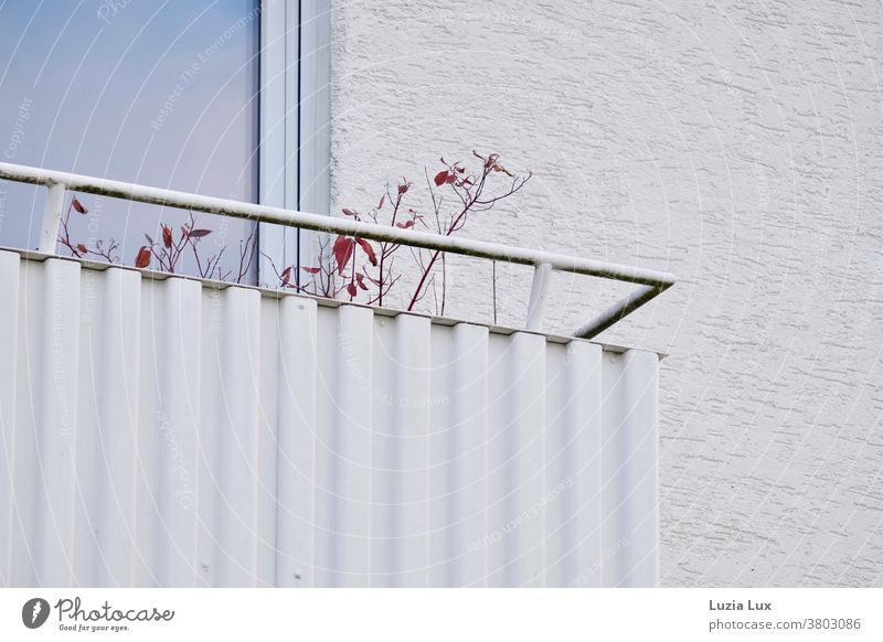 Herbst auf dem Balkon: eine letzte rote Blätter an schon kahlen Zweigen ragen über das Geländer eines weißen Balkons Blatt Außenaufnahme Farbfoto Pflanze