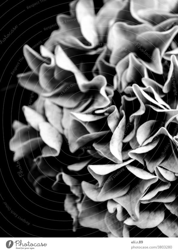 Blume in schwarz-weiß, Hortensie 2 Hortensienblüte Schwarzweißfoto Pflanze Natur Blühend Makroaufnahme Menschenleer Monochrom Schwache Tiefenschärfe