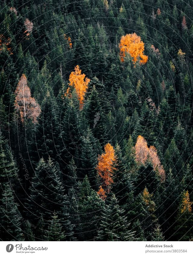 Bunte dichte herbstliche Waldlandschaft Herbst farbenfroh Baum nadelhaltig fallen Wälder Waldgebiet Saison Natur Laubwerk Umwelt Landschaft Hintergrund