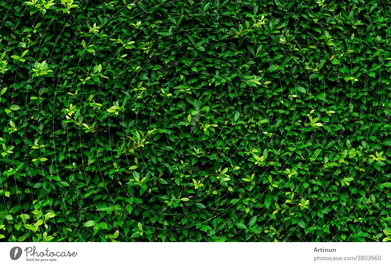 Nahaufnahme immergrüner Heckenpflanzen. Kleine grüne Blätter in Heckenwandtextur im Hintergrund. Eco immergrüne Heckenwand. Zierpflanze im Hinterhofgarten. Viele Blätter reduzieren den Staub in der Luft. Natürlicher Hintergrund.