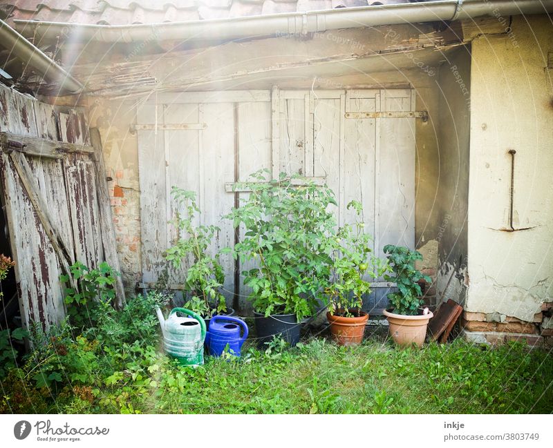 Tomatenpflanzen im verwilderten Hinterhof Außenaufnahme Farbfoto Menschenleer gegenlicht Tag Tomatnepflanzen Anbau Ernte Gißekannen Holztor verschlossen alt Tor
