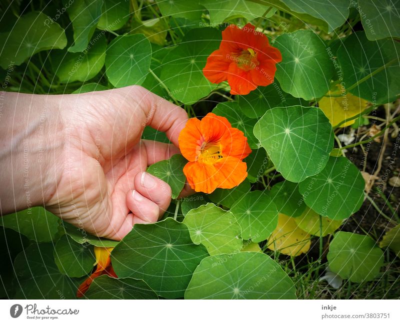 Hand pflückt Blüte der Kapuzinerkresse. Die Blüte ist orange. Farbfoto Außenaufnahme detailaufnahme Nahaufnahme bunt grün frisch Natur pflücken Ernte