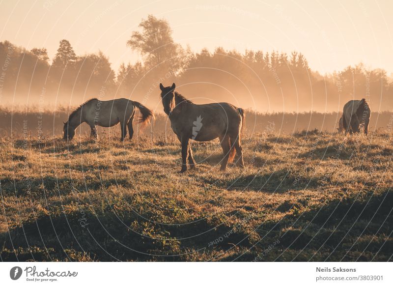 Pferde in einem neblig goldenen Sonnenaufgang im Oktober Wildpferd Außenaufnahme Farbfoto Tier Säugetier wild Ferien & Urlaub & Reisen züchten Ponys tarpans
