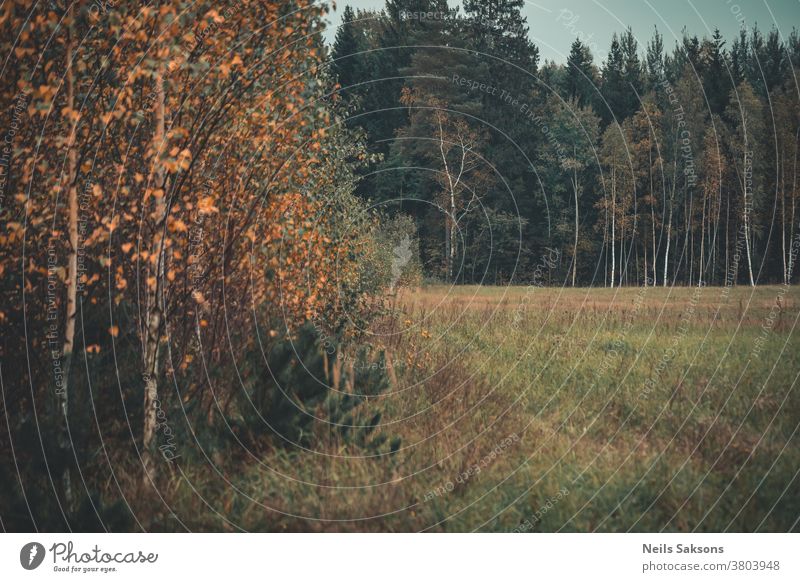 Herbstanfang im lettischen Wald Bäume Wälder Wiese Oktober fallen golden Blätter Herbstlaub Natur farbenfroh Laubwerk orange Baum natürlich schön Hintergrund