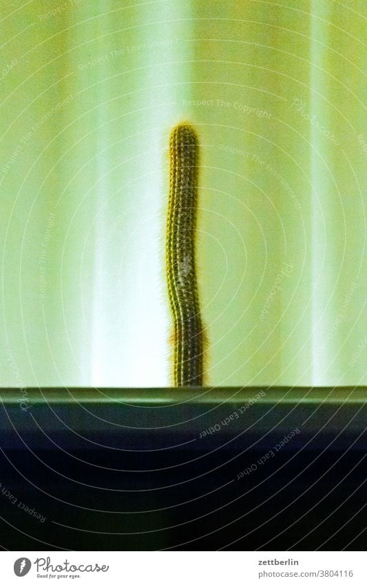 Kaktus im Fenster abend berlin dunkel dunkelheit erleuchtet fenster flucht geheimnis hauptstadt kaktus licht nacht pflanze schöneberg straße straßenfotografie