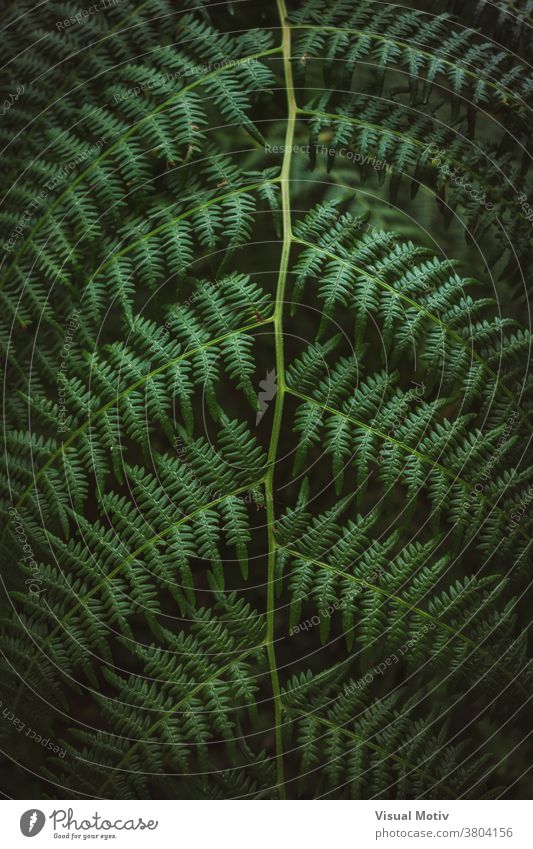 Grünes komplexes Blatt von Polypodiopsida, allgemein bekannt als Farn Wurmfarn Megaphyllen Natur Blätter Hintergrund grün Flora Botanik Pflanze mehrjährig