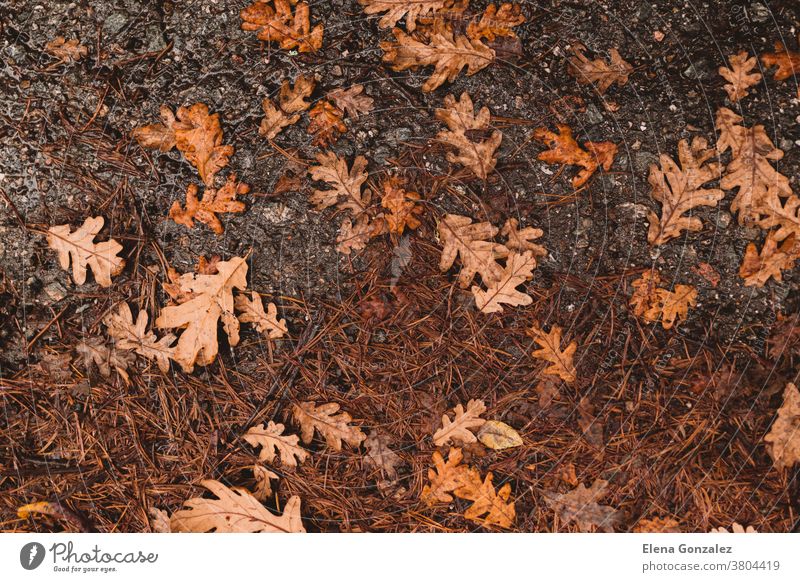 Herbstlicher Hintergrund. Trockenes orangefarbenes Laub auf Asphalt liegend. Heruntergefallenes Eichenlaub auf Straße. Herbstliches Konzept. Laubwerk farbenfroh