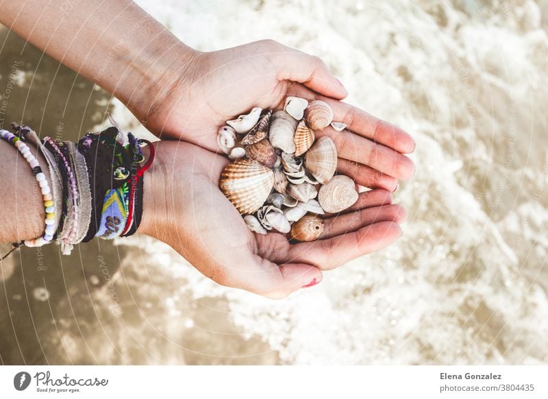 Hände mit Muscheln im Meer Strand Natur Nahaufnahme Panzer MEER Sand Hand Sommer das Meer Feiertag Granate in der Hand Meeresleben Sonne Leben Finger idyllisch