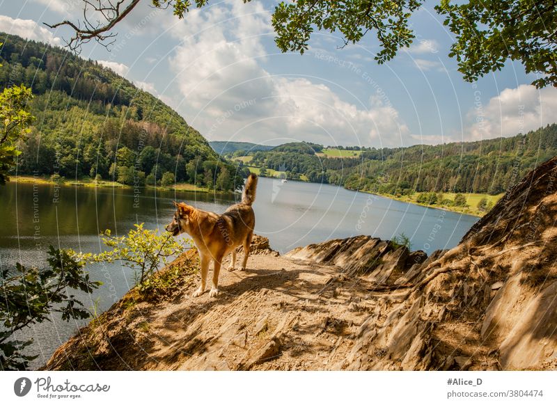Wanderhund am Rursee Eifel Nationalpark Natur Landschaft Idylle Seeufer wandern Wanderung Bäume Mischwald Laubwald Urlaub Naturschutz menschenleer Einsamkeit