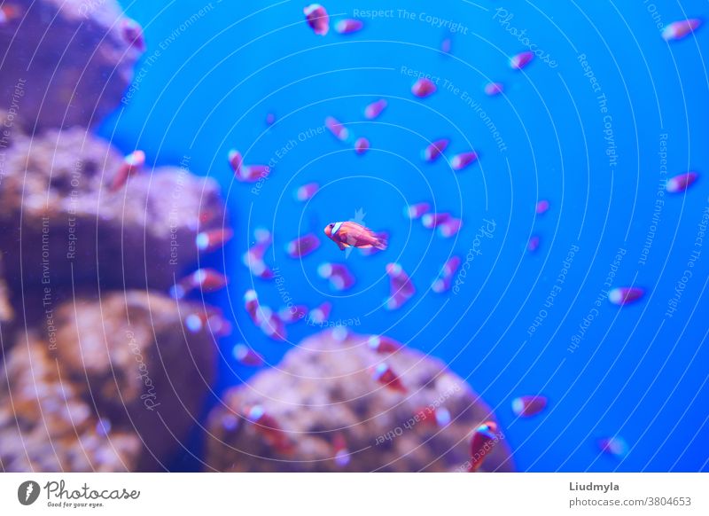 Tropischer Aquarienfisch auf seinem Wirtstier mit verschwommenen Korallen im Hintergrund. Aquarium-Bild klein Leitwerke Glas Flosse schwimmen Szenen erstaunlich