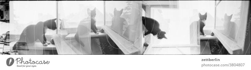 Katze mit defektem Filmtransport katze tier haustier fenster raum zimmer mansarde dachstübchen dachstube bank sitz wand fensterflügel offen lüftung lüften
