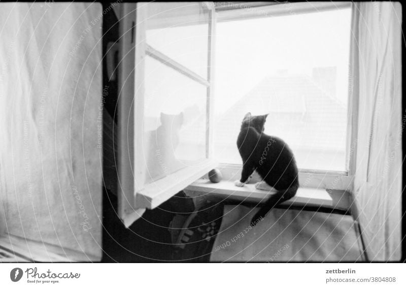 Katze auf dem Fensterbrett katze tier haustier fenster raum zimmer mansarde dachstübchen dachstube bank sitz wand fensterflügel offen lüftung lüften