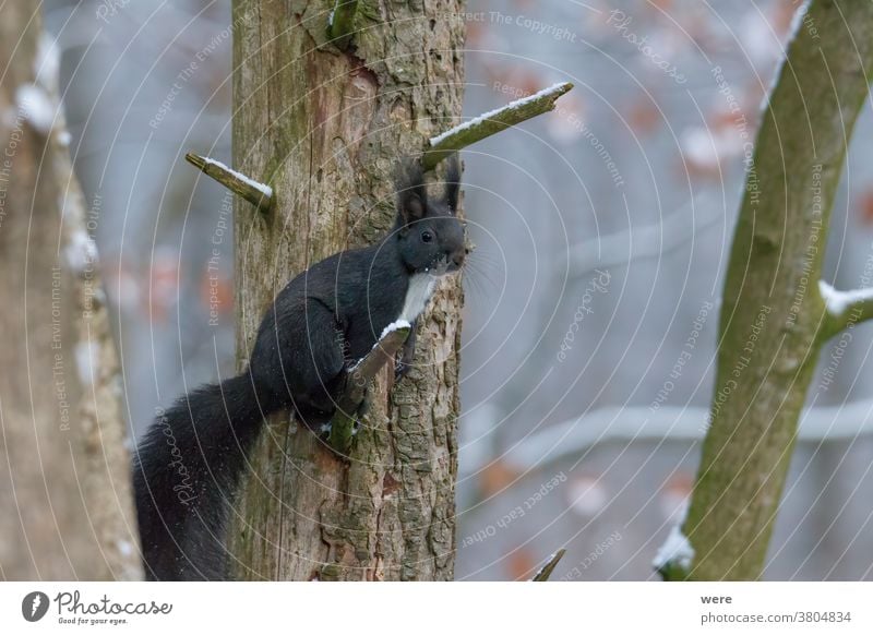 Europäisches Braunes Eichhörnchen an einem Ast sitzend Hintergrund Sciurus vulgaris Tier Niederlassungen Textfreiraum kuschlig kuschelig weich niedlich