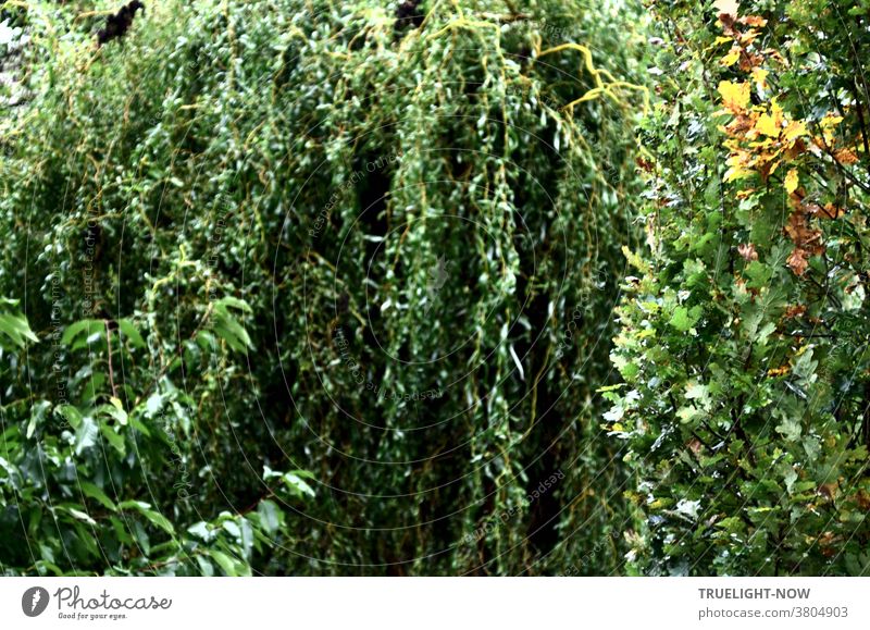 Bevor die Blätter fallen - Variation in Grün mit Kirschbaum, Trauerweide und Eiche, die erste Brauntöne zeigt Laubbäume Garten Blattwerk Natur Umwelt Klima
