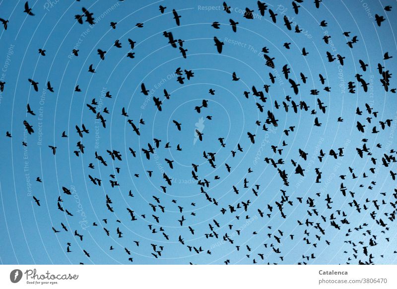 Ordnung im Chaos | Flugordnung  im Starenschwarm Natur Vögel Tiere Schwarm Vogelschwarm fliegen Flugformation Himmel Schwarz schnell viele Durcheinander Tag