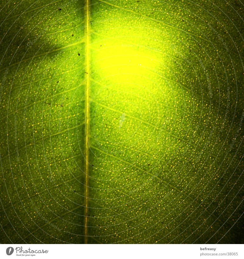 natürliches licht Blatt Licht grün Blattstrucktur Lampe gelber schein Blattstamm