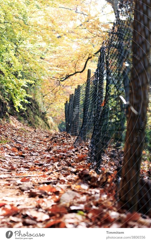 Herbstwald und laubbedeckter Weg neben einem Schutzzaun Wald Laub Waldweg Wege & Pfade Zaun Zaunpfahl Menschenleer Umwelt Natur