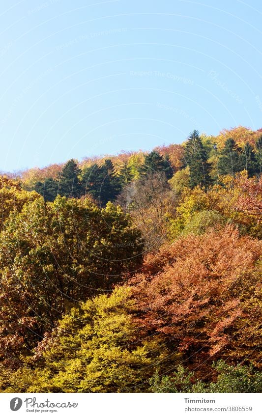 Herbstwald und blauer Himmel Wald Bäume Laubbaum Verfärbung Nadelbäume Hügel Schönes Wetter Landschaft Natur Licht Baum Menschenleer