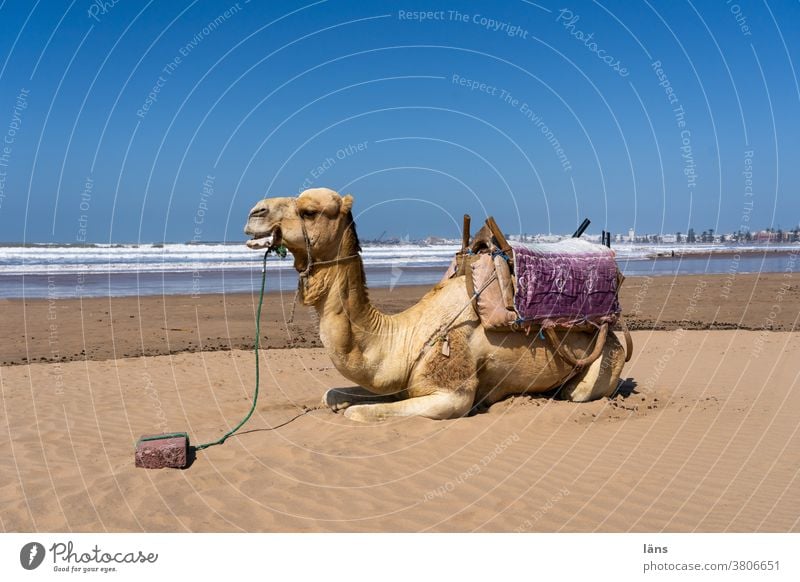 Wüstenschiff am Meer Kamel Dromedar Marokko Afrika Sand Strand Tier Tourismus Ferien & Urlaub & Reisen Außenaufnahme Pause Rastplatz