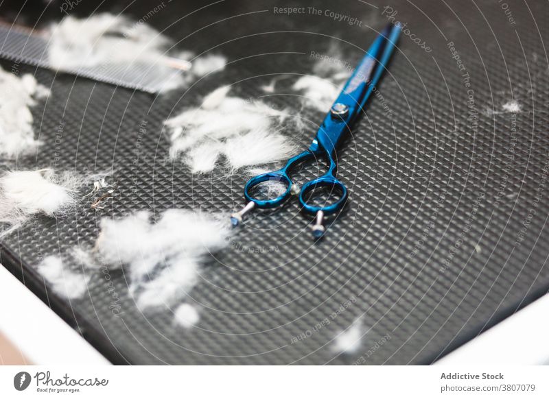Weißes Fell von Hund und Schere im Friseursalon Eckzahn Pflege Tisch Werkzeug modern Gerät Haarpflege Salon Haufen unordentlich blau weiß Farbe natürlich