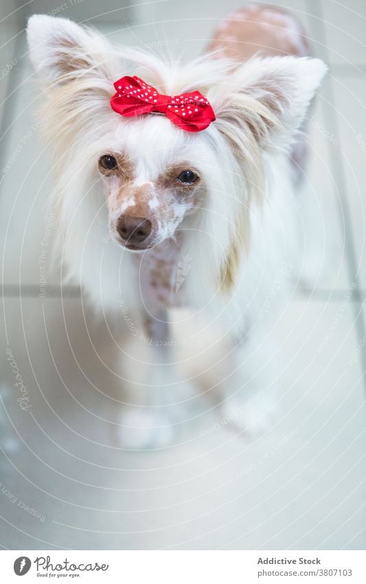 Niedlicher Chinesischer Schopfhund auf gefliestem Boden im Salon Chinaschopf Hund Haarschnitt Eckzahn Stil modern Haustier Tier Schönheit Stock Zusammensein