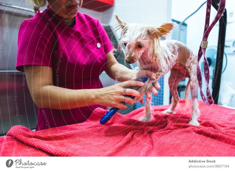 Hundefrisör kämmt Pfote eines reinrassigen Hundes im Salon Hundefrisörin Kamm Eckzahn Prozess Verfahren professionell Säugetier Haustier Frau Bürste Fell klein