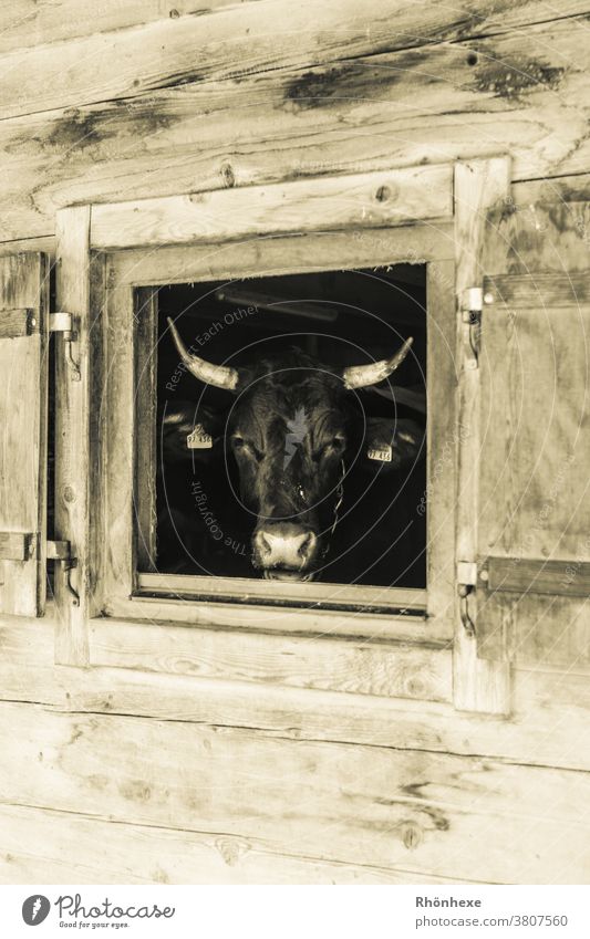 Eine Kuh schaut aus ihrem Stall Tier Farbfoto Nutztier Menschenleer Tierporträt Tag Blick Landwirtschaft Viehzucht Milchkuh Biologische Landwirtschaft