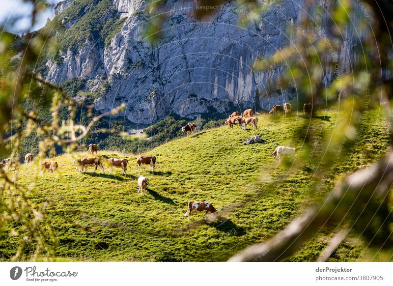 Kuhherde im Sonnenuntergang oberhalb des Achensees in Tirol in Österreich Alpen Gegenlicht wanderlust Wanderausflug Wandertag Naturschutz Ausdauer Tatkraft