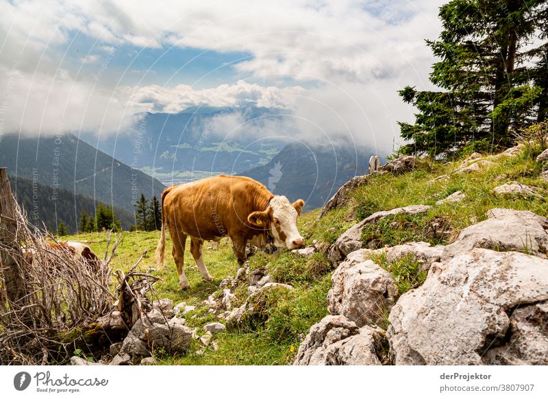 Kuh oberhalb des Achensees in Tirol in Österreich Alpen Gegenlicht wanderlust Wanderausflug Wandertag Naturschutz Ausdauer Tatkraft Willensstärke Tourismus