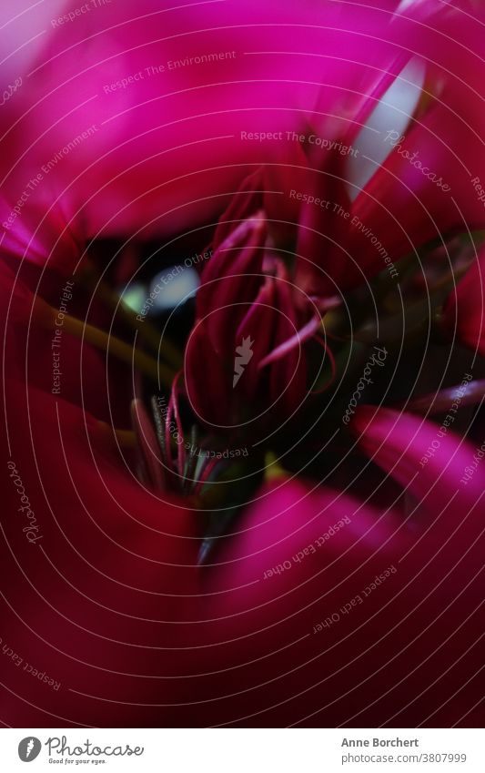 pinke Blume Nahaufnahme Makrofotografie Blüte Makroaufnahme Stimmung mood Liebe rot Valentinstag Detailaufnahme rosa schön ästhetisch Blühend Menschenleer