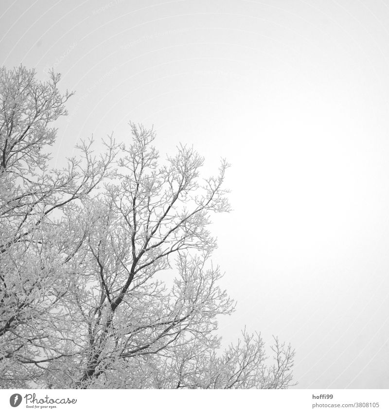 Raureif an Ästen eines Baumes Schneekristall Zweig frieren Eiskristall Ast gefroren weiß kalt Winter eis und schnee Frost Pflanze Nebel schlechtes Wetter nass