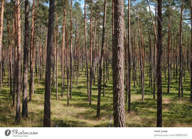 Kiefernwald, licht und hell Natur Wald Umwelt Monokultur regelmäßig Forstwirtschaft grün Nadelwald Labyrinth Baum Pflanze Sommer Menschenleer gleichmäßig Holz