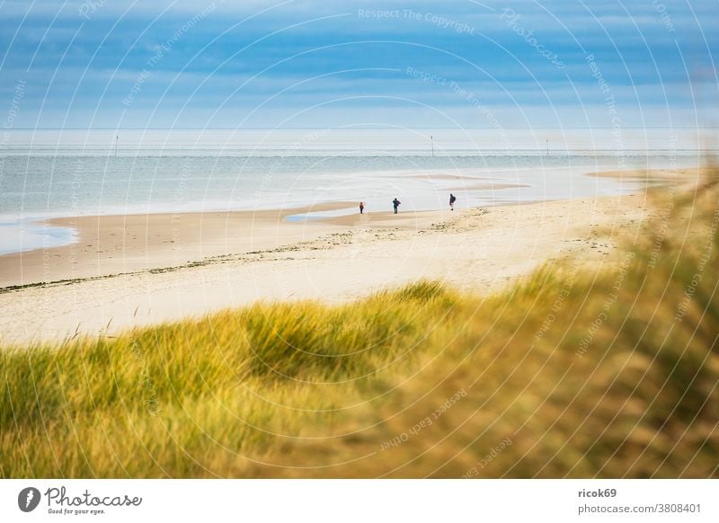 Landschaft mit Dünen auf der Insel Amrum Küste Strand Nordfriesische Insel Nordsee Meer Nordseeküste Menschen Spaziergänger Reiseziel Schleswig-Holstein Urlaub