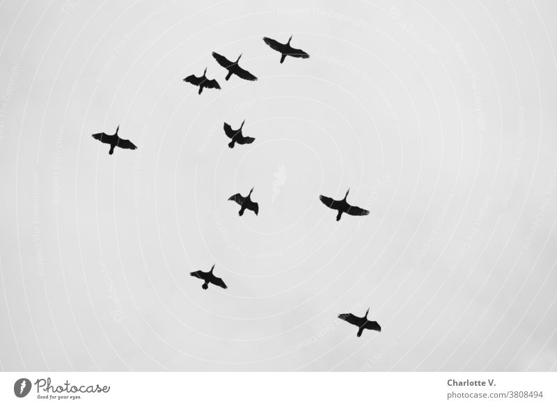 Kormorane | fliegend Wasservögel Tier Wildtier Wildtiere Außenaufnahme Natur Vogel Vögel Vögel fliegen Wasservogel Himmel Tag Freiheit aufwärts Schwarzweißfoto