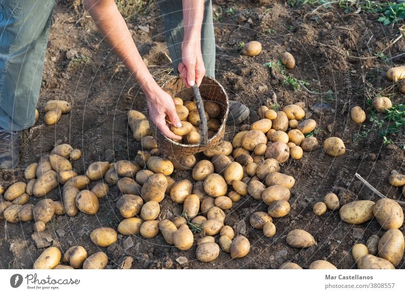 Kartoffeln frisch vom Boden. Mann beim Kartoffelsammeln. Landwirtschaft. Ackerbau Ernte abholen herausnehmen Korb ländlich Bauernhof Knolle Lebensmittel Zutaten