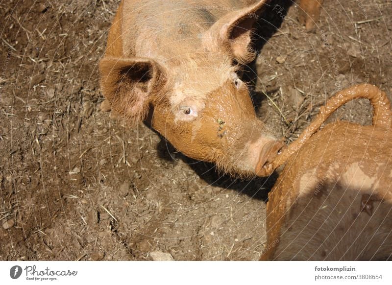 hellbraunes Schwein blickt dich von unten an Glücksschwein Schweineblick Rüssel Schnauze Ohren Schweineohren Nase Sau Ferkel Tierporträt dreckig Schweinschnauze