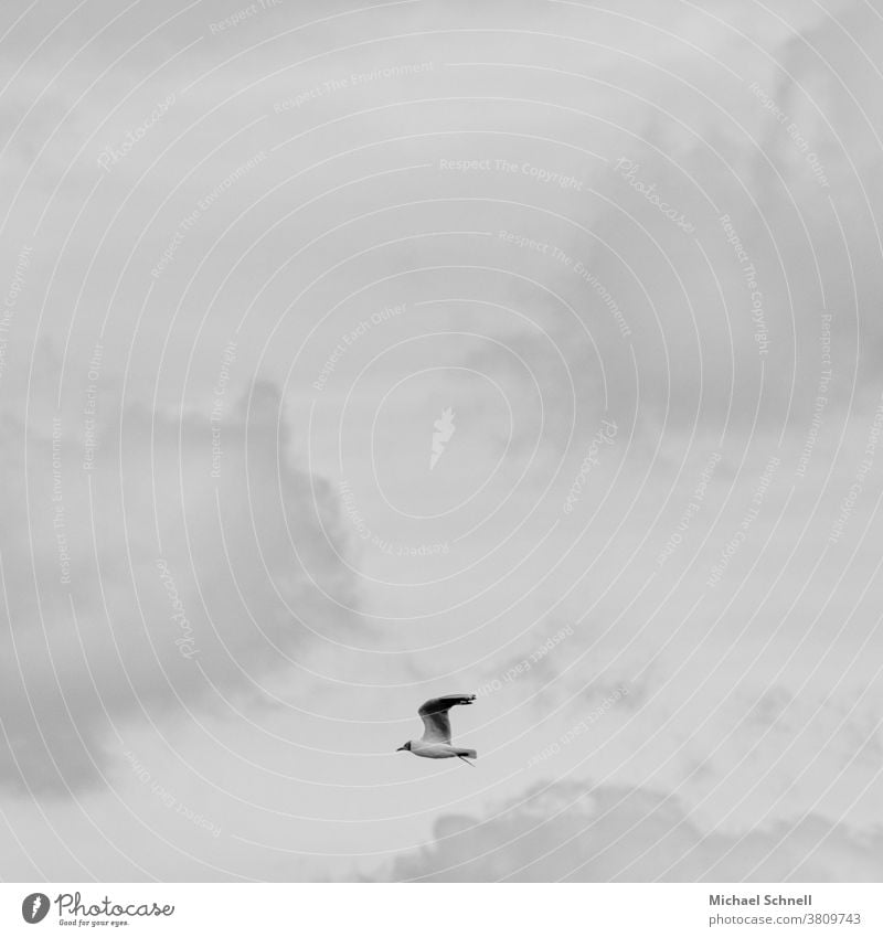 Fliegende Möwe und graue Wolken Vogel Himmel fliegen Freiheit Tier Flügel allein Flug links Schwarzweißfoto schwarzweiß