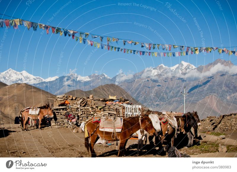 Arbeitstiere Umwelt Natur Landschaft Himmel Wolkenloser Himmel Sonne Klima Schönes Wetter Felsen Berge u. Gebirge Gipfel Schneebedeckte Gipfel Nepal Himalaya
