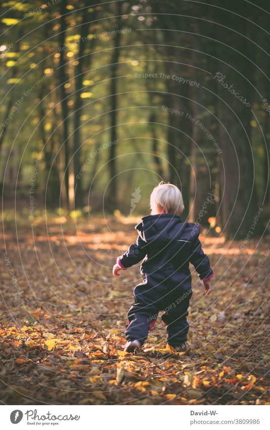 Kleinkind tapst durch den herbstlichen Wald Herbst Kind spazieren tapsen Laub Laubwald erkunden Natur Herbstwald