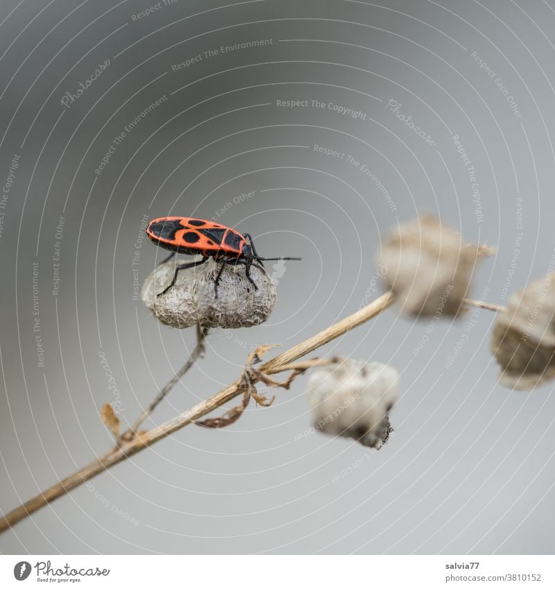 Feuerwanze mit Gesicht auf dem Rücken Natur Insekt Käfer Wanze rot Tier Nahaufnahme Pflanze krabbeln Makroaufnahme Hintergrund neutral schwarz