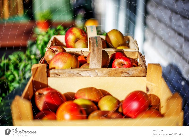 Äpfel frisch geerntet in Körben Korb sauer lecker genießen Gesundheit Ernährung Apfel Frucht Schwache Tiefenschärfe Tag Textfreiraum oben Hintergrund neutral