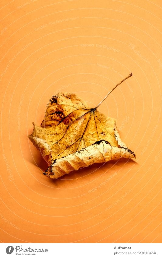 Herbstlaub auf orangem Untergrund Laub verwelkt Hintergrund flach liegen herabfallen herbstlich Herbstfärbung trocken vertrocknetes Blatt Natur Farbfoto Pflanze
