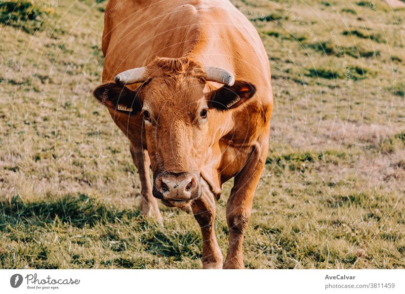Riesige braune Kuh, die an einem sonnigen Tag auf dem Bauernhof auf die Kamera zugeht Nahaufnahme Gras Landwirtschaft grün schließen nach oben Heu Bulle Makro
